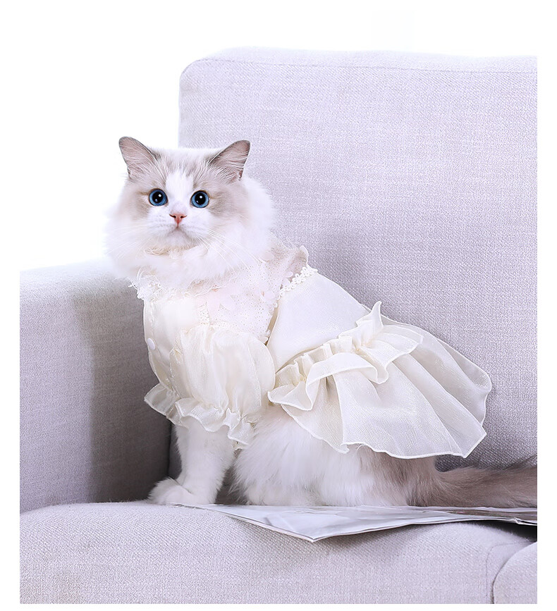 猫咪衣服猫猫秋季秋装薄款布偶猫小猫仙女裙秋冬宠物婚纱公主裙子