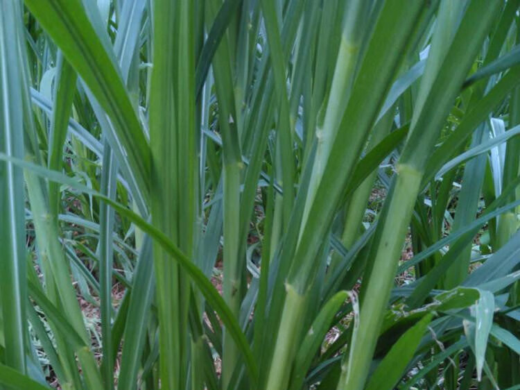 甜象草种孑养殖畜牧多年生四季种子养牛田象草喂牛的饲料草种 皇竹草