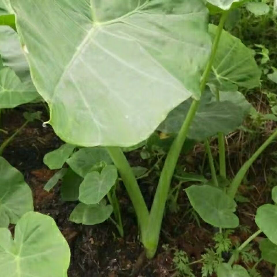 煮鱼煮鸭广菜新鲜现摘广菜牛瘪广菜芋蒙芋荷菜带根盆栽广菜苗5颗煮鱼