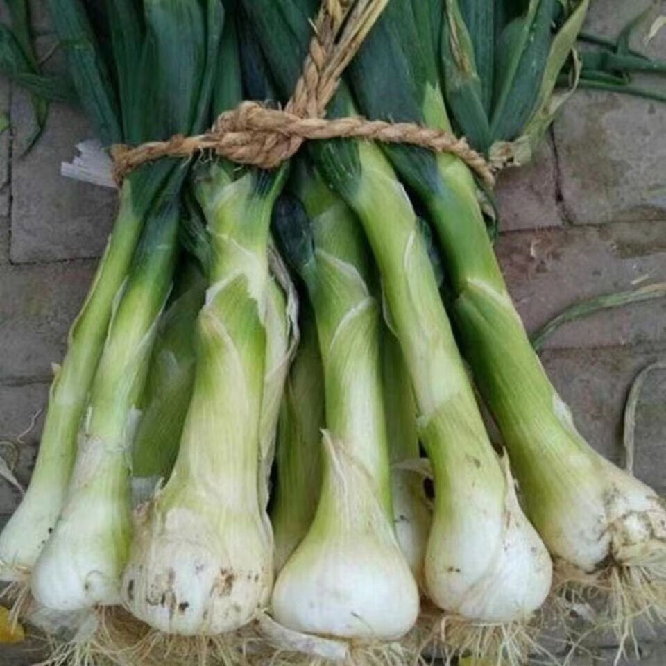 大葱批发新鲜鸡腿葱大头葱农家种植冬储香葱 三斤(去叶)【图片 价格