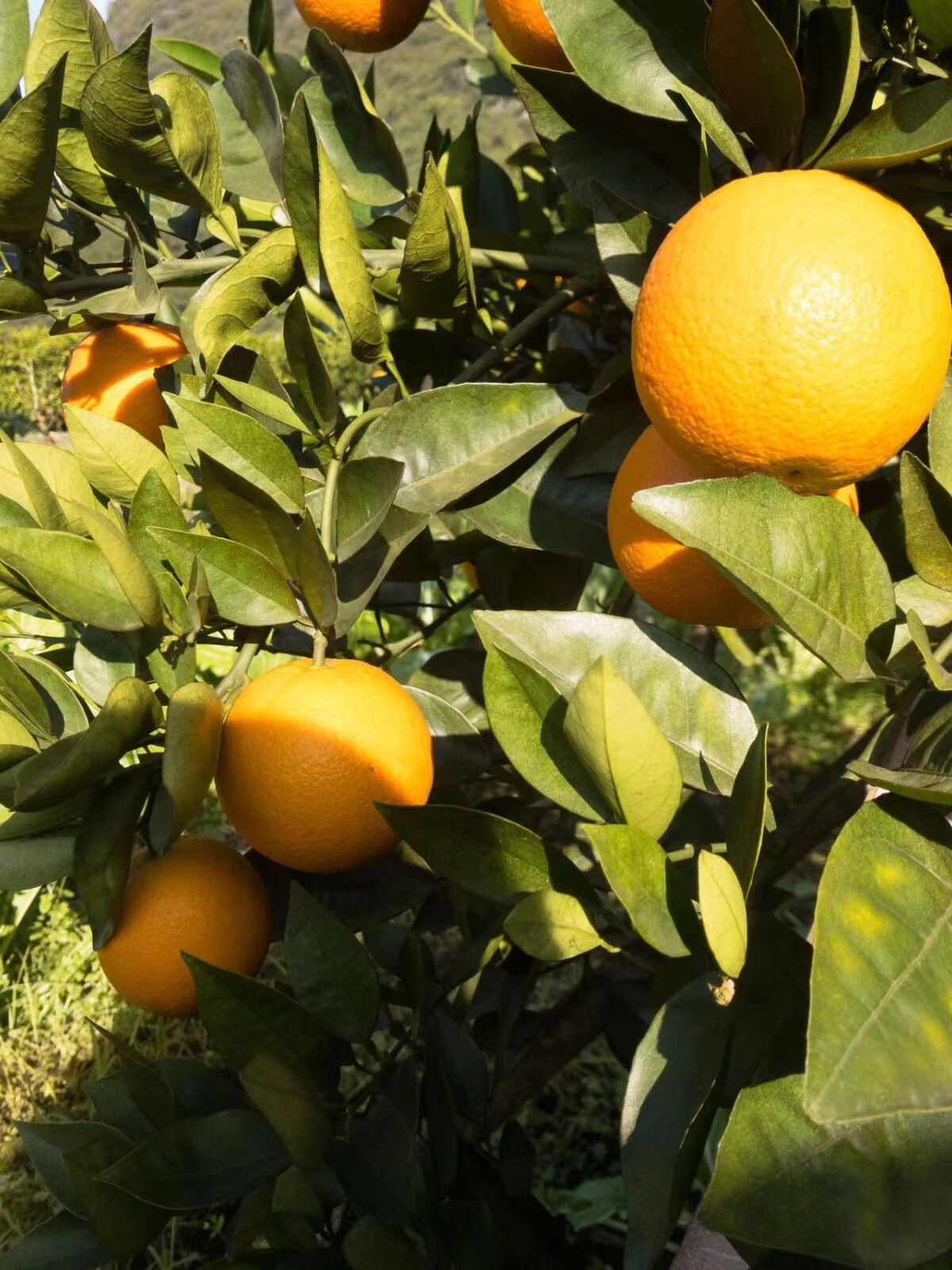 荔浦直发现摘夏橙正宗广西荔浦夏橙现摘现发鲜橙奶茶店榨汁新鲜水果
