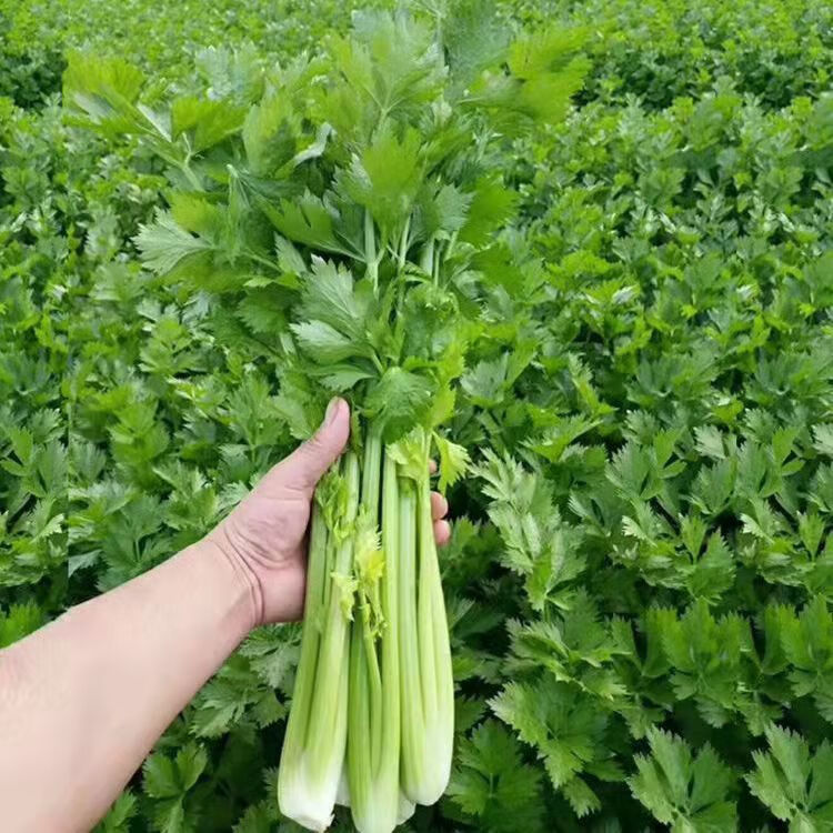 芹菜西芹小芹菜當季蔬菜新鮮嫩芹菜芹菜批發新鮮西芹山東西芹5斤實惠