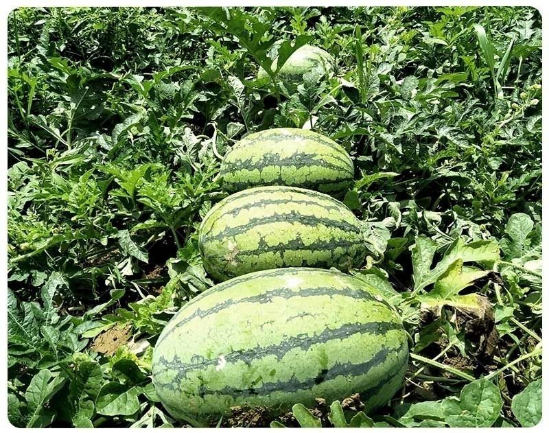 懒汉瓜王种子麒麟西瓜种子高产皮薄早熟四季播特大水果西瓜籽特大懒汉