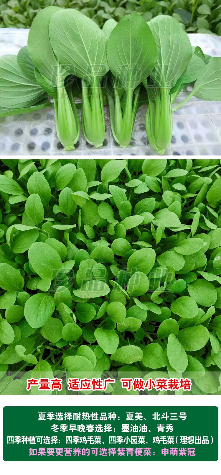 四季青菜种籽大全鸡毛菜阳台盆栽庭院蔬菜种子奶油小白菜油菜种孑浅