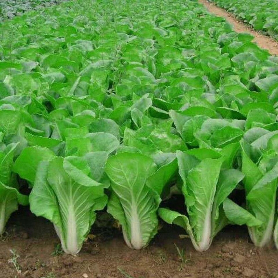 轻恋 农家自种绿色新鲜快菜奶油快菜奶油小白菜 绿叶蔬菜精装田间现 