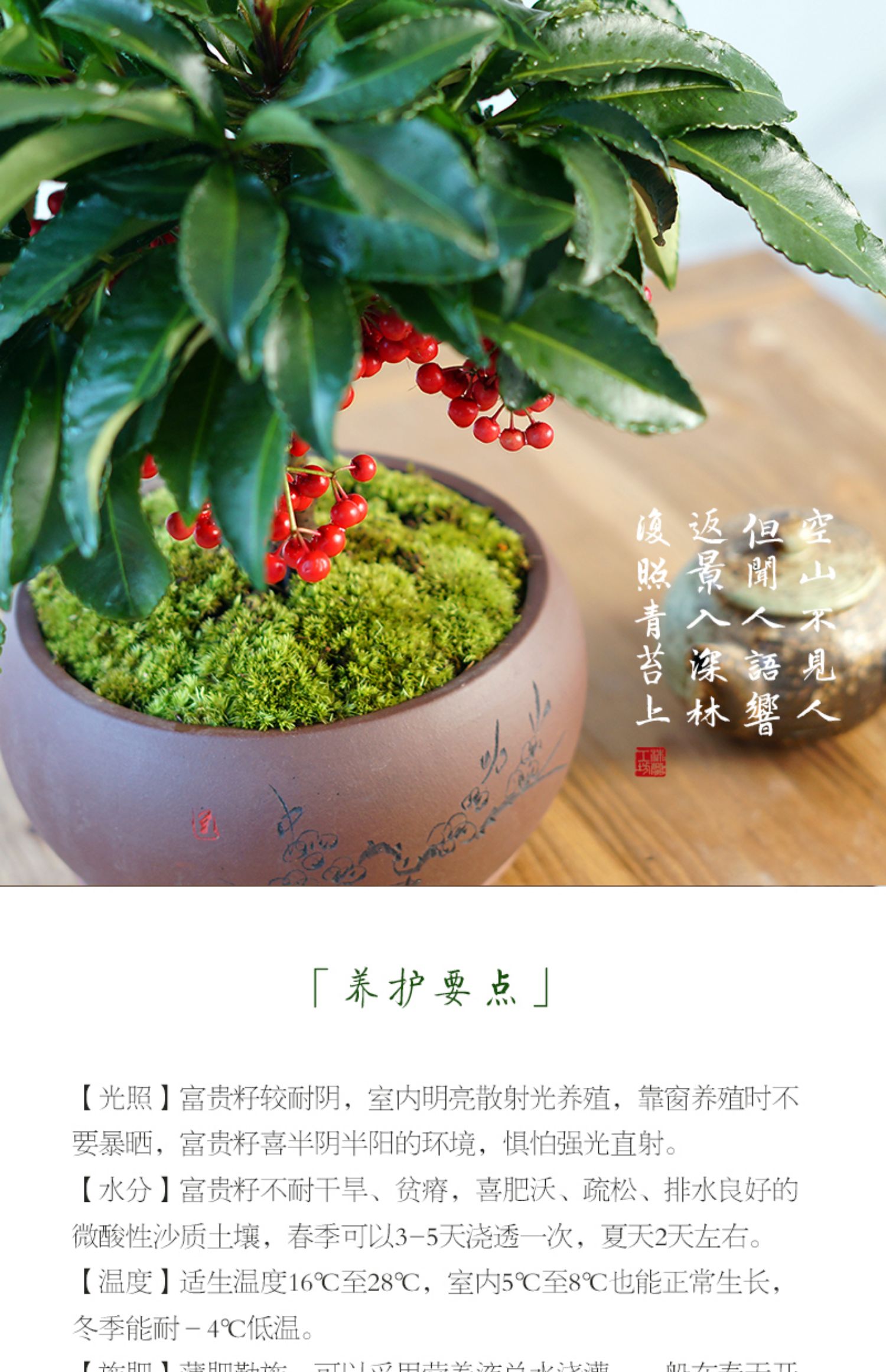 富贵籽盆栽带果室内客厅办公室桌面年宵花旺宅耐寒绿植物礼品盆景