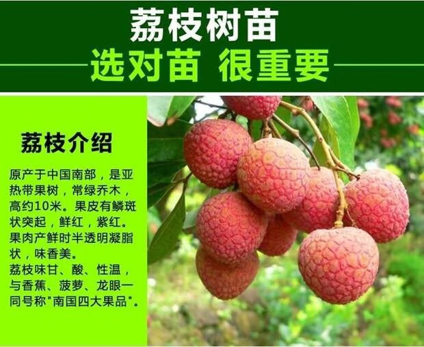 荔枝树苖南方当年结果定制科威顿桂味荔枝5年苗当年结果81cm含110cm含