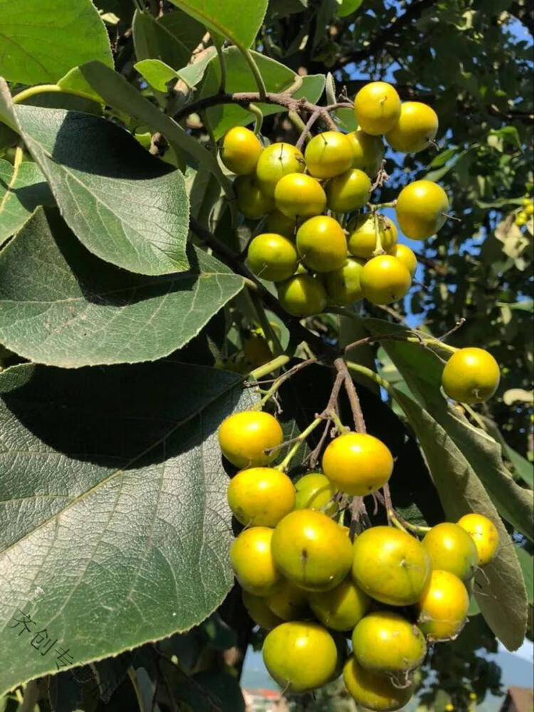老才臣(laocaichen) 野生干枇杷大果干湖南衡阳土特产小吃零食饮泡水