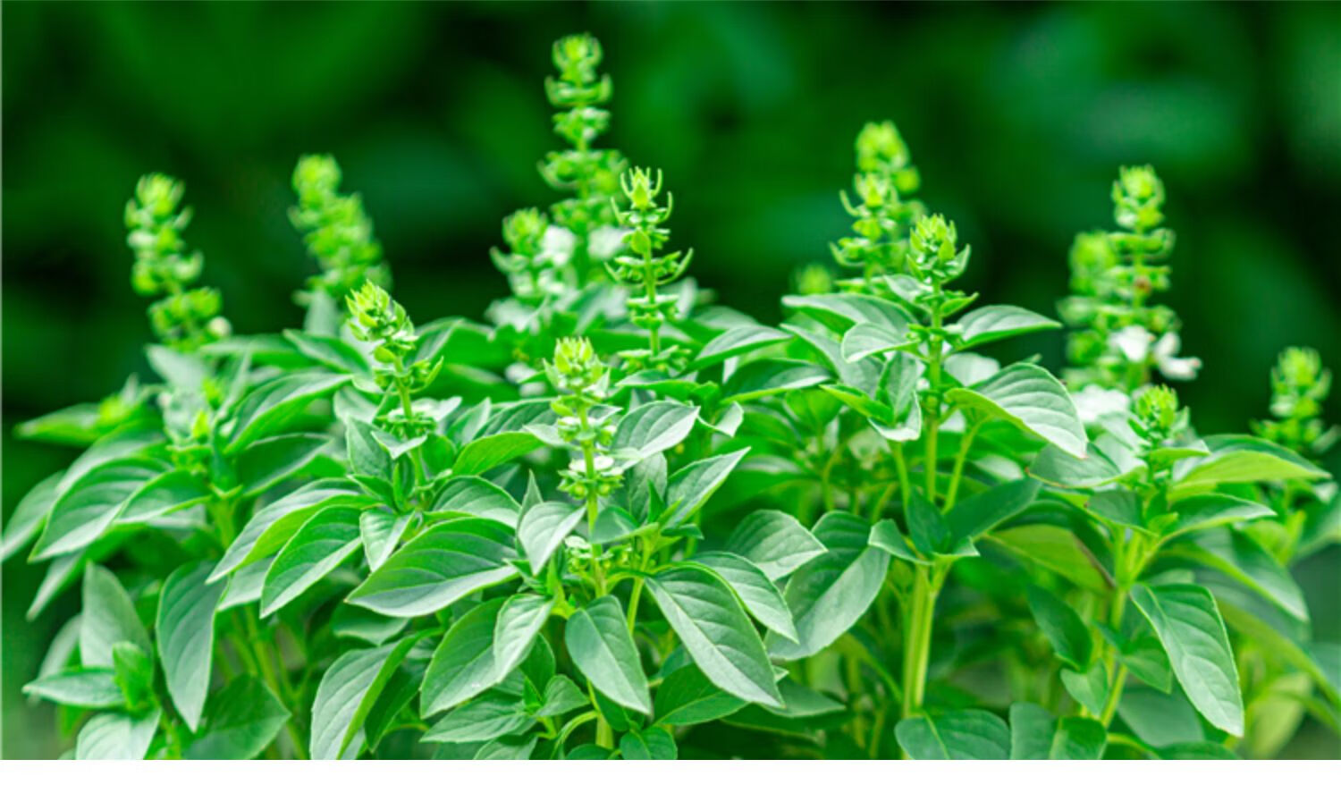 麦桑荷九层塔盆栽室内阳台金不换可食用新鲜香草香料植物薄荷罗勒叶