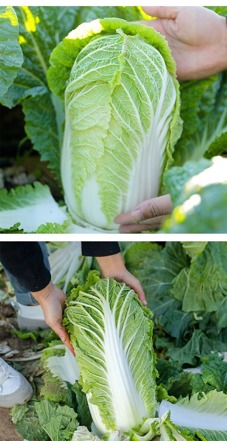 媚调云南高山大白菜10斤整箱新鲜现挖白菜现当季蔬菜包心娃娃菜5 2500