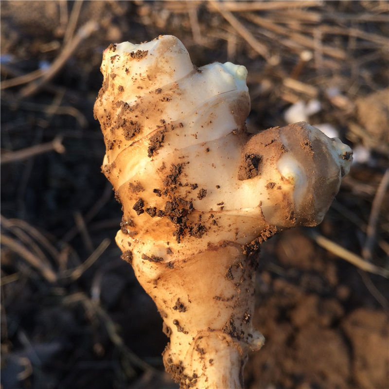 2021年新鮮洋姜 鮮鬼子姜菊芋洋生薑洋姜醃菜泡菜山姜鹹菜菜姜 5斤大