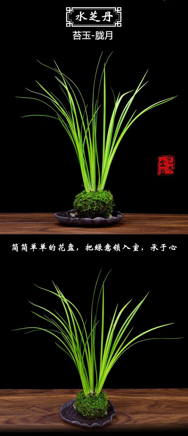 胧月苔玉龙须菖蒲有栖川苔藓球水培绿植盆景办公室桌面植物珑月苔玉球