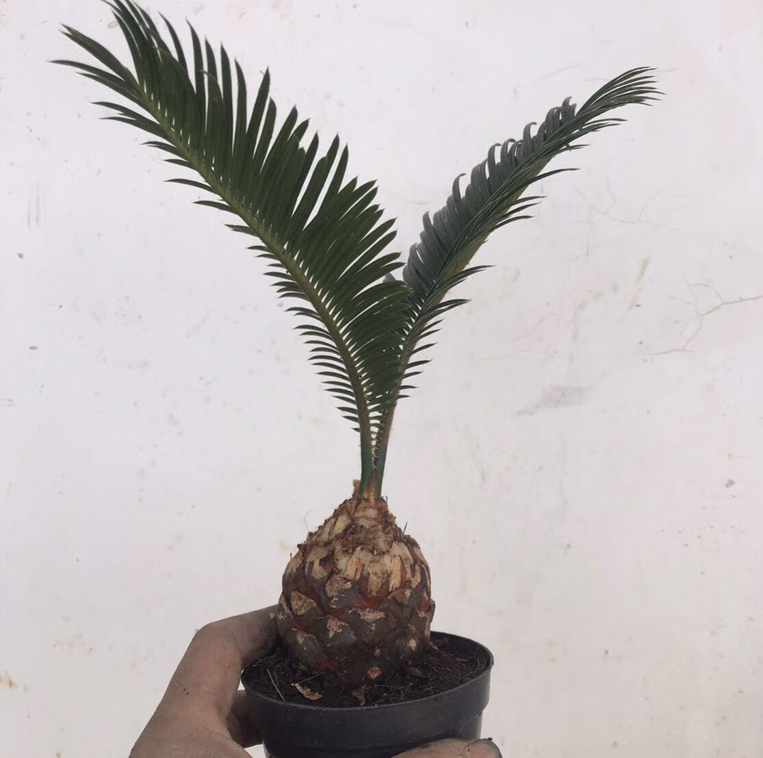 铁树苏铁 精品小品花卉盆栽桌上高档盆景 名贵稀有植物好成活 白磷铁