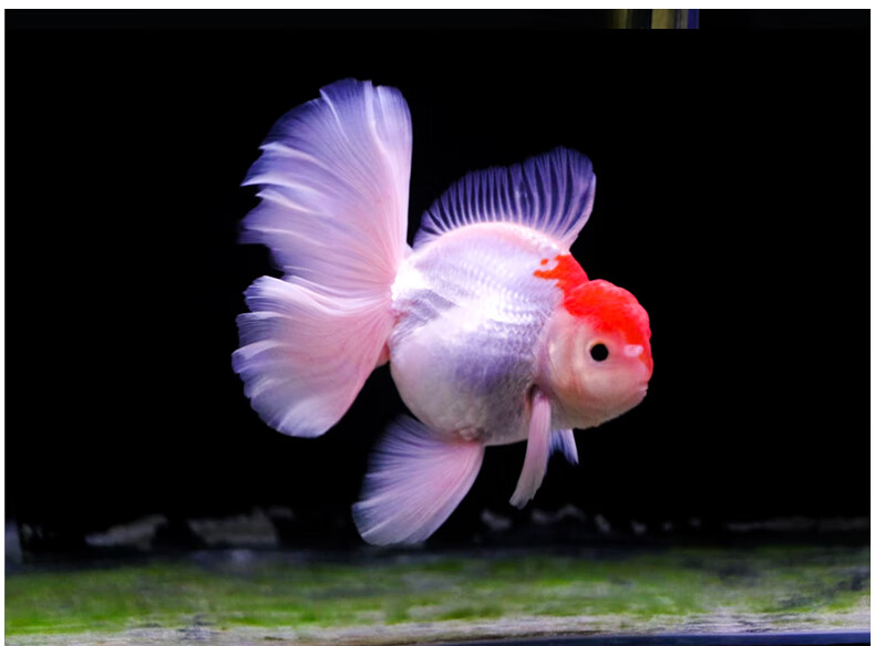 zxc进口百褶裙 精品泰狮f1金鱼活体观赏鱼原泰冷水新手活鱼渔场 进口7