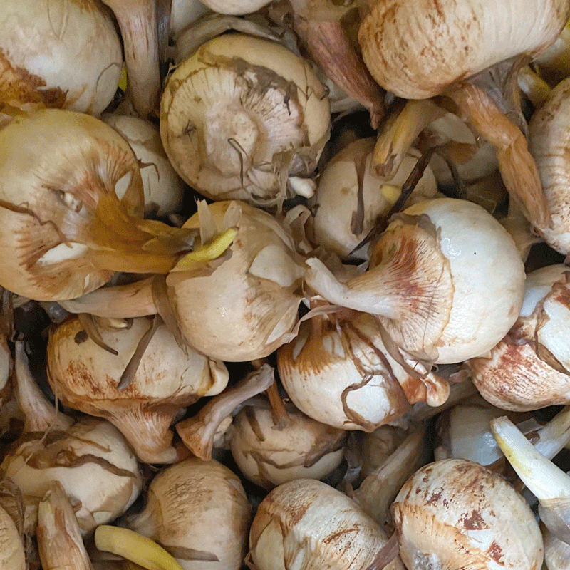 新鲜茨菇广西白茨菰山水恋现挖白慈姑农家蔬菜慈菇塘菇火锅食材2500g