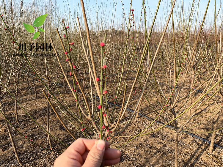 梅花树苗原生红梅小苗绿梅花嫁接骨里红庭院耐寒大型风景树榆叶梅美人