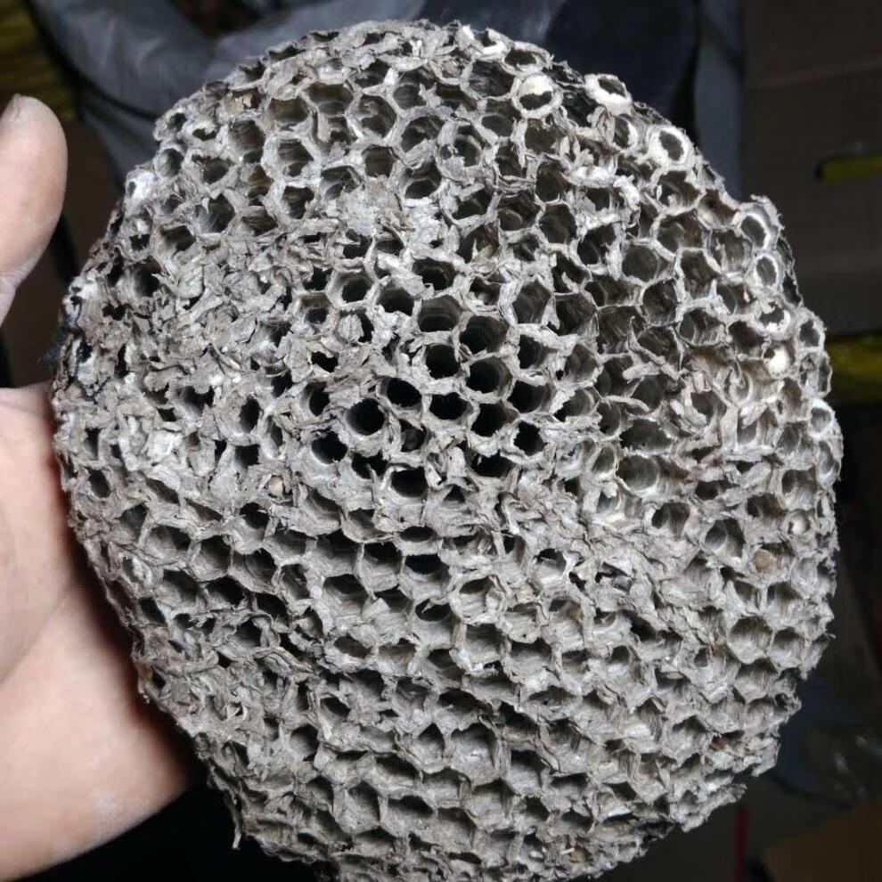 有仁堂山东泰山纯马蜂窝露蜂房蜂巢黄蜂窝老蜂巢正宗100g年货【图片