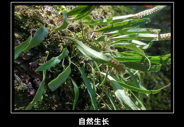 草药肾精草全株图片图片