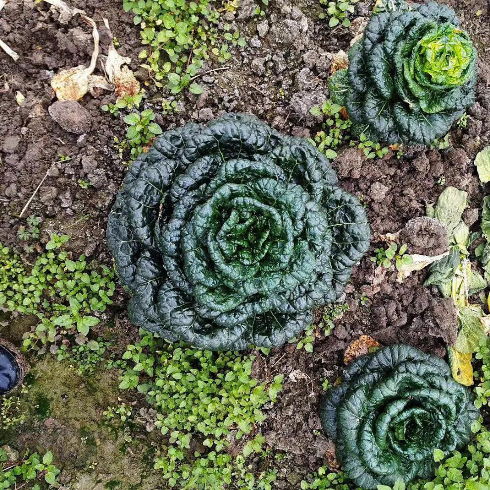 信研墨冠黑心乌种子耐寒乌塌菜种子籽黑白菜秋冬黑菜蔬菜种子籽孑20克