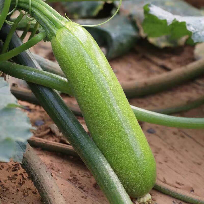 高产西葫芦蔬菜秧苗占瓜苦瓜黄丝瓜苗子阳台盆栽地载蔬菜瓜苗批发一级
