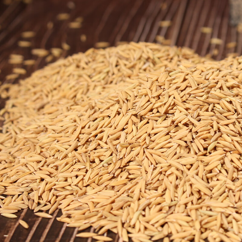 丝苗米稻谷2020年香米晚谷带壳稻子农家种植新鲜自碾米水稻谷1吨