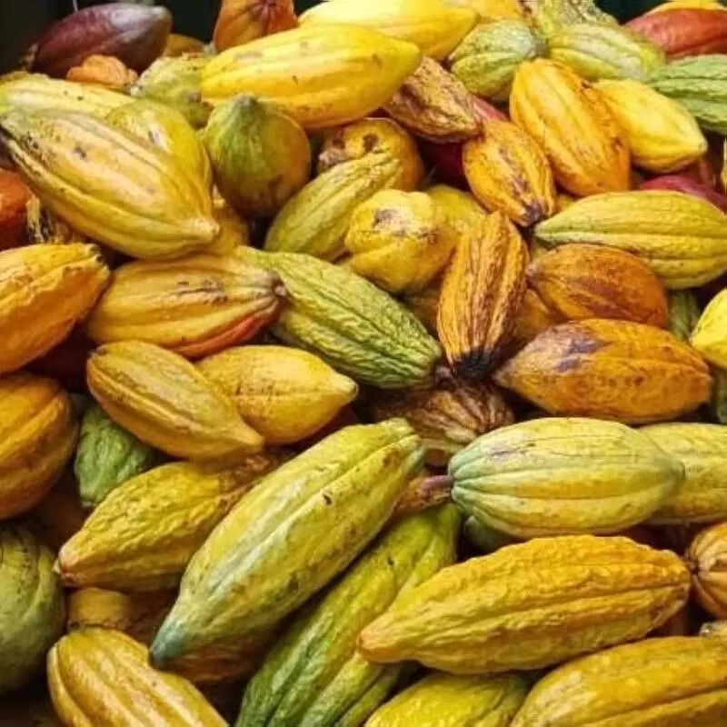 春光岛海南可可果 新鲜热带水果现摘 可可豆果实黑巧克力制作原料 550