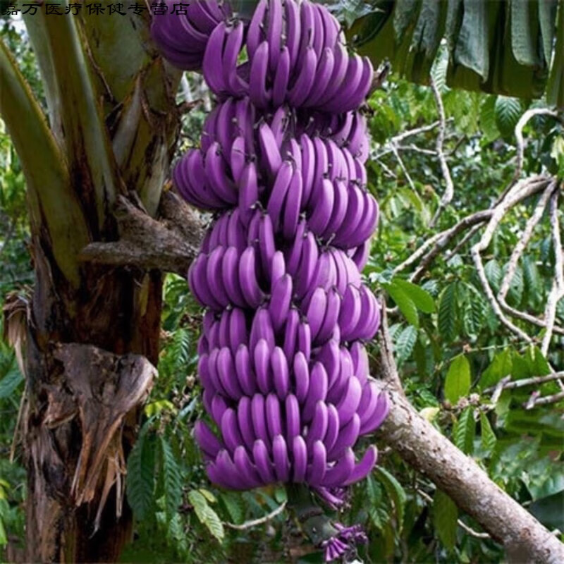 花初醒新品种红香蕉 紫香蕉 紫香蕉3赠1(实发4)棵【图片 价格 品牌