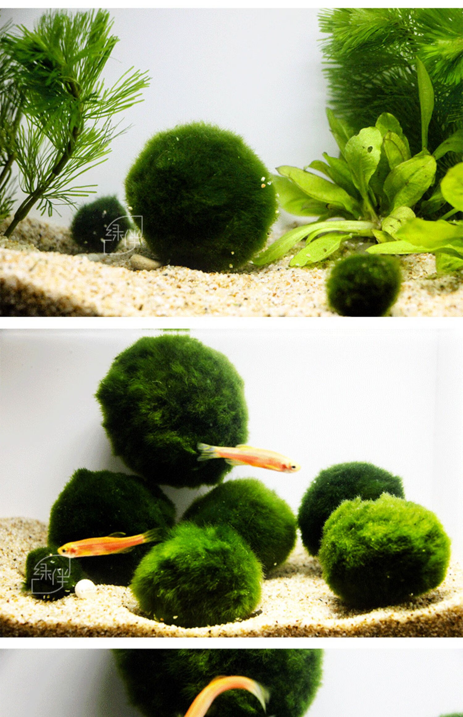 绿藻球小鱼缸水族箱造景装饰真水草种子植物活体前景草懒人水藻球约
