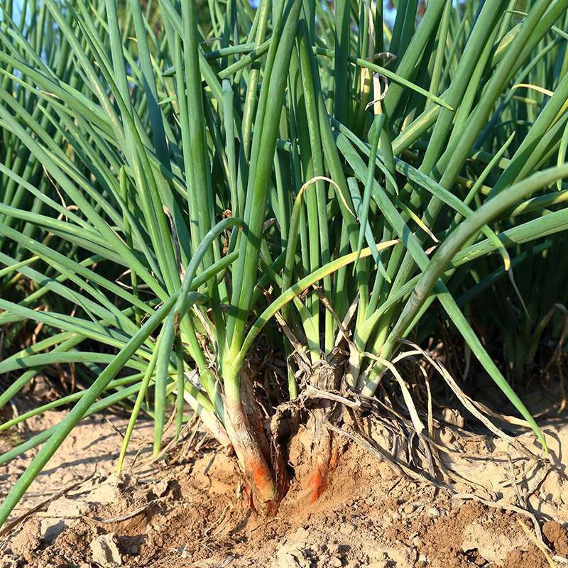 媚调甘肃陇南武都特产高山老葱红葱大葱自种炒菜炖肉配料家庭使用新鲜