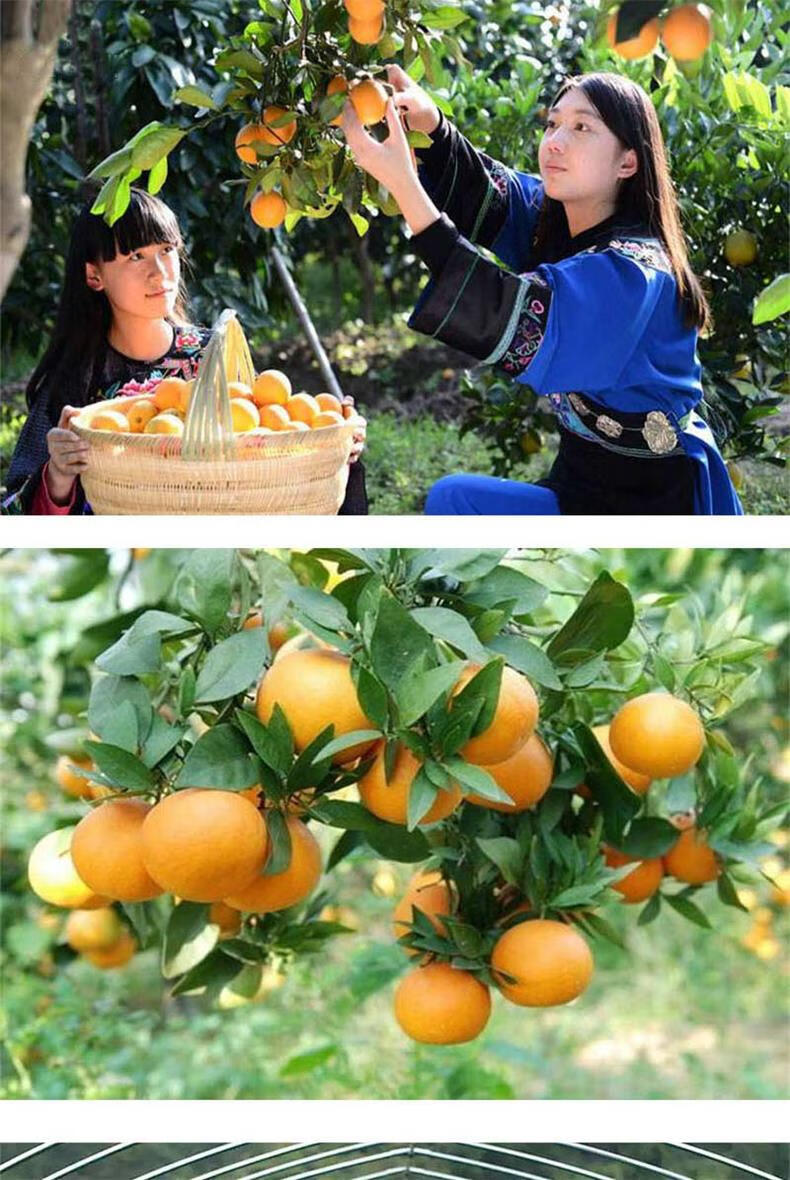 湖南麻阳冰糖橙 麻阳锦蜜甜橙冰糖橙新鲜水果橙子新鲜现摘 8斤 70mm