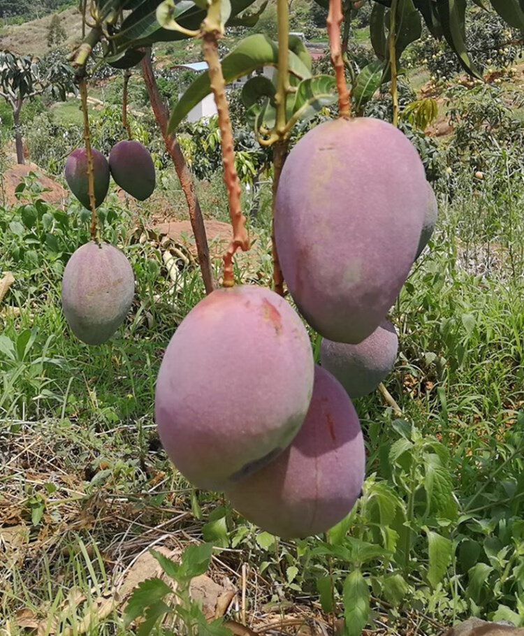 四川攀枝花芒果新的凯特芒新鲜水果10斤当季苹果芒凯特大芒果新鲜豪华