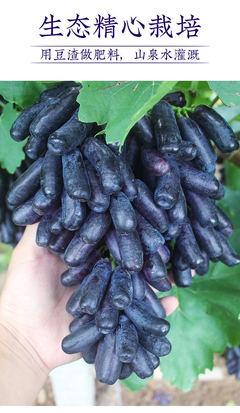 春光岛寻味君澳洲金手指黑提进口美人指葡萄无籽黑提子新鲜水果4斤