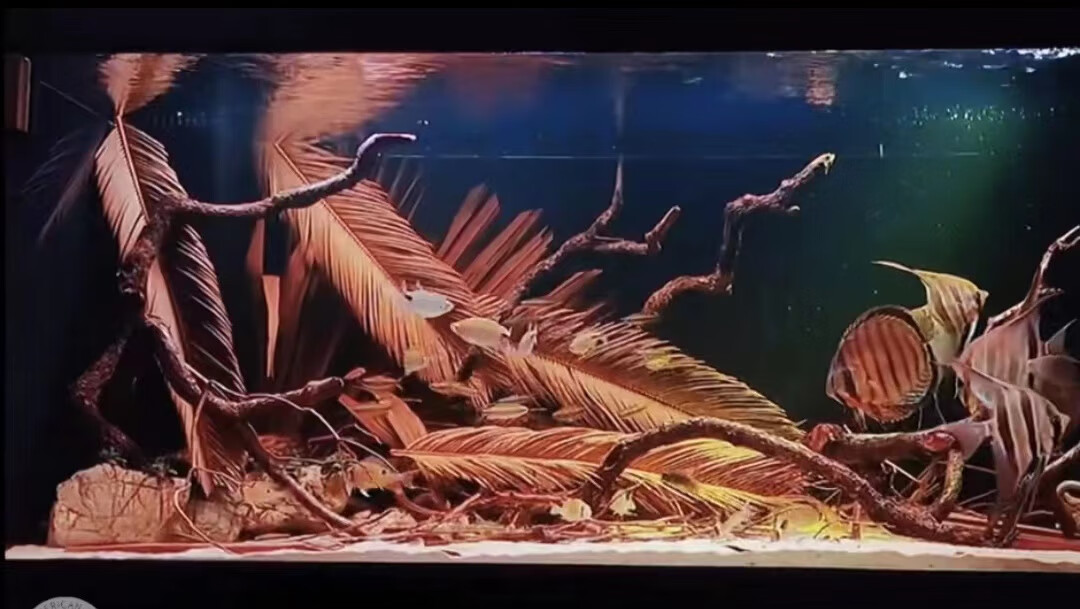 鱼缸生命之树水族鱼缸南美简易造景铁树叶原生态自然热带雨淋网红树叶
