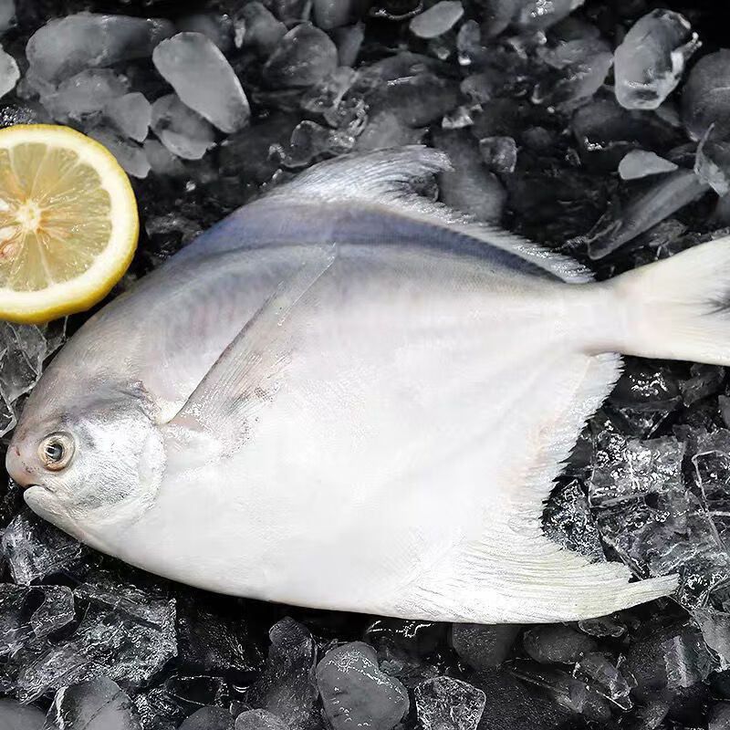 东海鲳鱼白鲳鱼银鲳鱼平鱼海鲜活冻扁鲳鱼冷冻发货每条78俩2条装