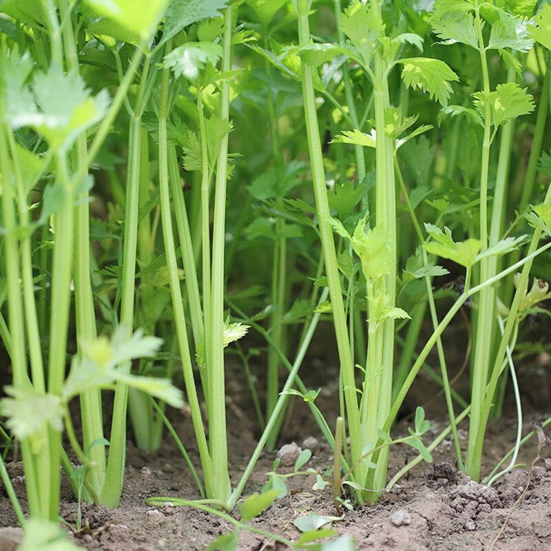 小芹菜图片大全大图图片