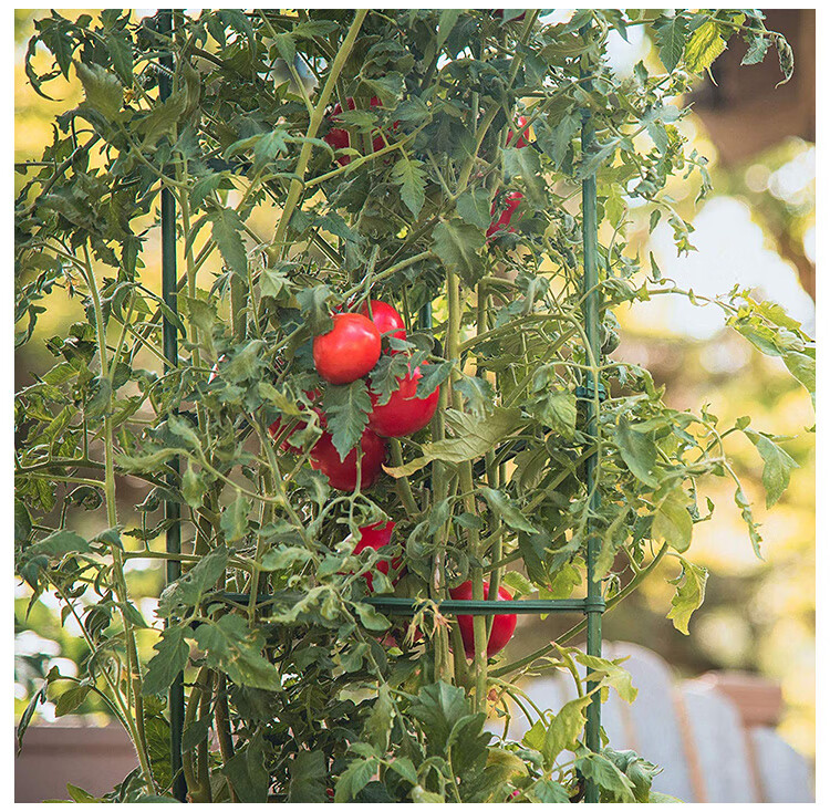 种菜架西红柿番茄架子阳台种植架豆角黄瓜爬藤架包塑钢管支撑架植物