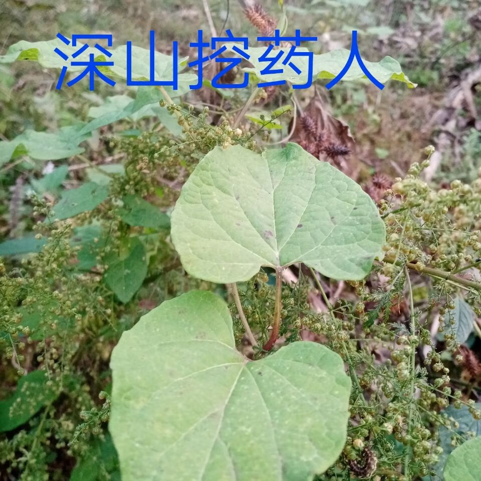 四川达州新鲜野生隔山撬 白何首乌 隔山消飞来鹤 半斤【图片 价格