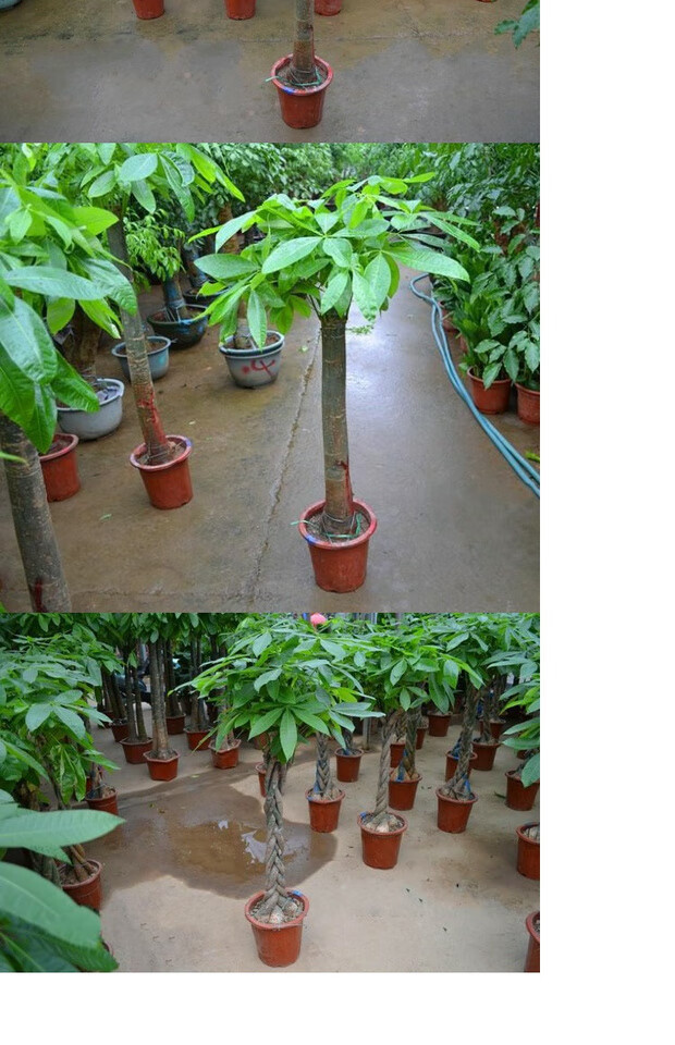 槿骁办公室客厅辫子发财树带盆独杆大发财树中大型室内观叶绿植盆栽独