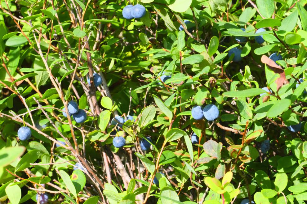 贝娇芬 顺丰 大兴安岭野生手摘蓝莓带果霜后期成熟果速冻水果生鲜