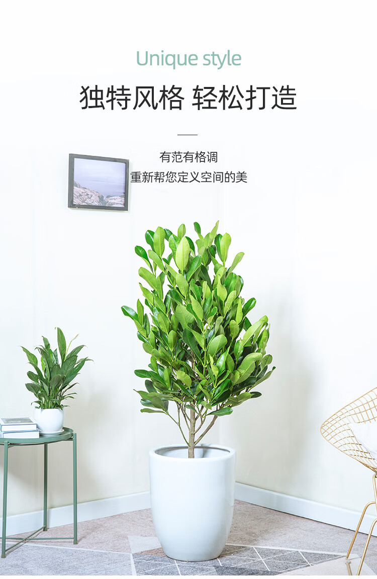 送货到家福木盆栽福树室内客厅大盆景四季常青观赏花易养寓意好风水术