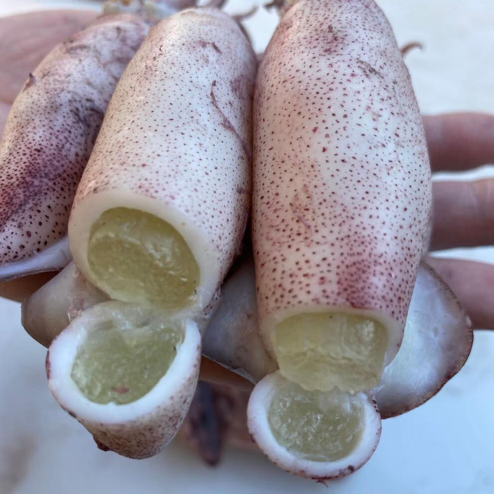 新鲜大笔管鱼小海兔子鲜活籽乌冷冻乌贼海鲜水产1000g