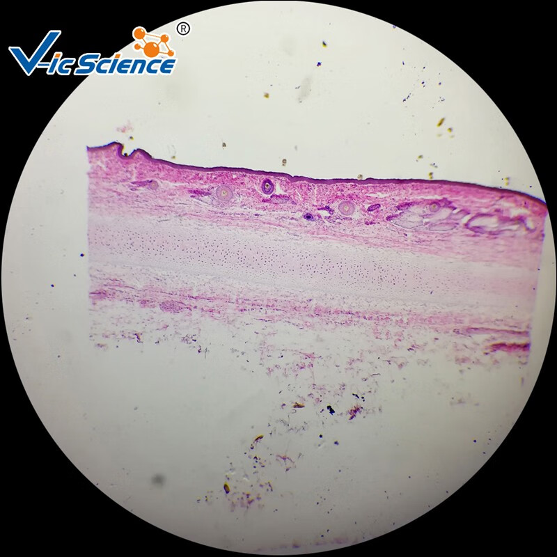 維克科教結締組織教學標本高等教育使用教學切片組織學與胚胎學玻片