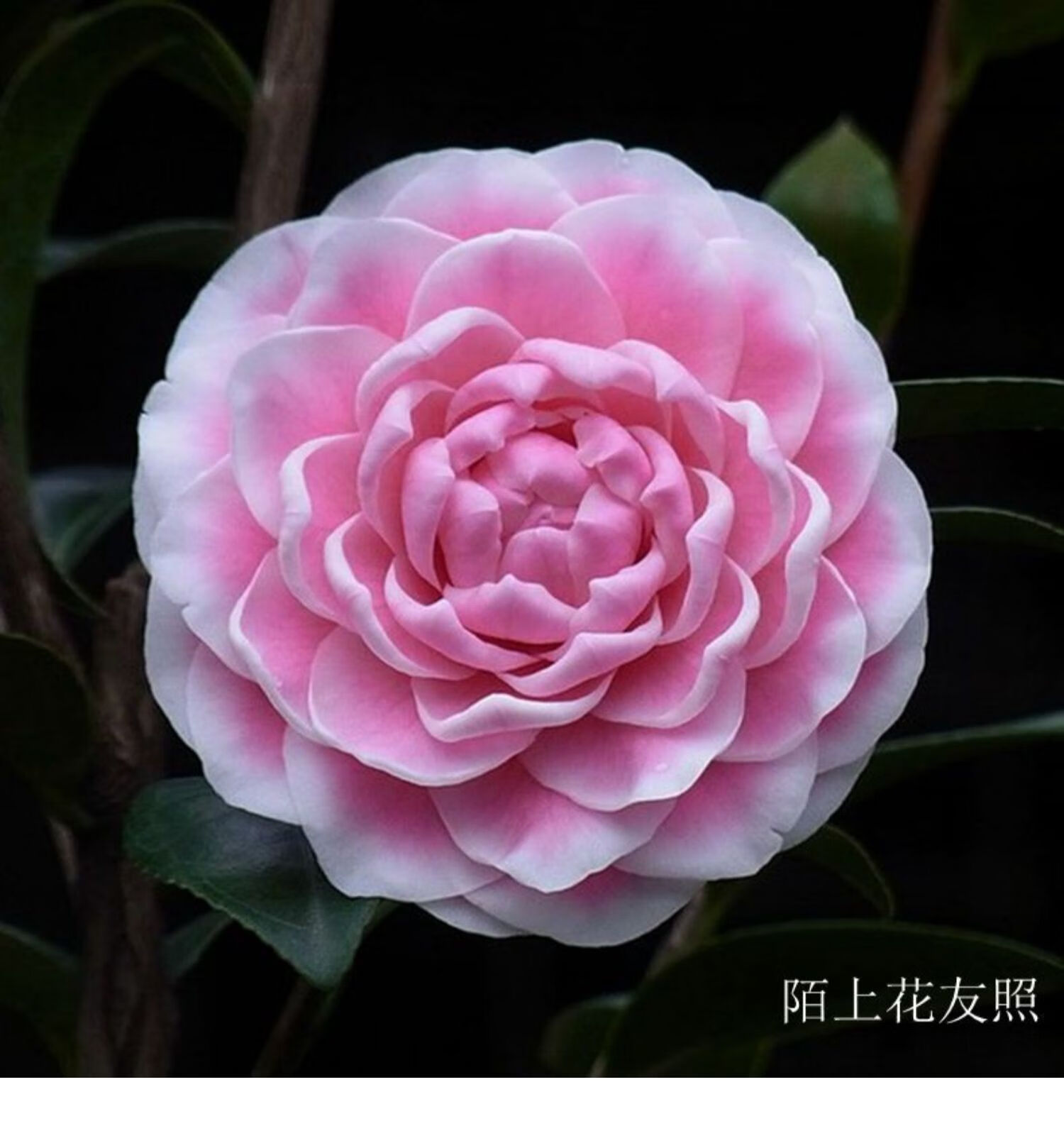 名贵日本进口品种茶花友之浦雅子酒盅花酒天童子阳台庭院绿植花卉四季