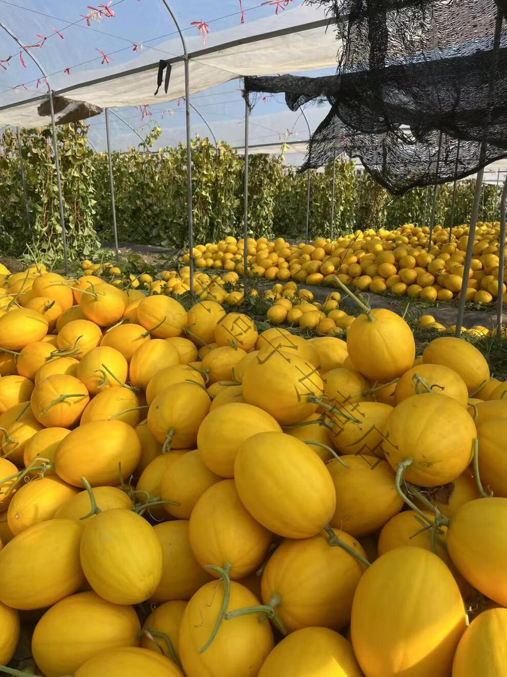 海南精品金美人沙地蜜瓜金镶玉新疆哈密瓜新鲜水果5斤