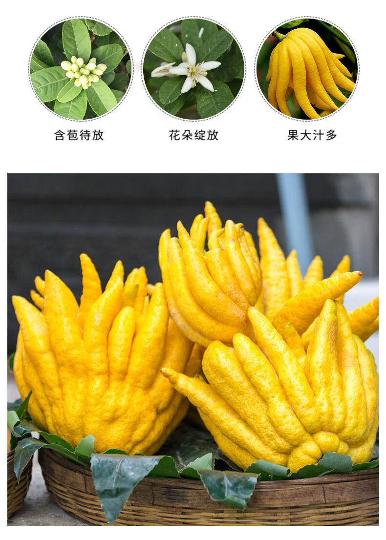 金华佛手盆栽带果佛手苗果树盆景庭院花卉植物户外阳台植物七年苗带果