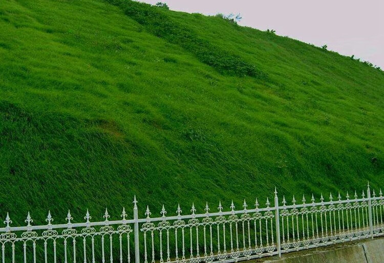 香葶苑 颉铮草坪种子护坡草籽绿化草种籽耐寒耐旱耐热四季青黑麦草狗