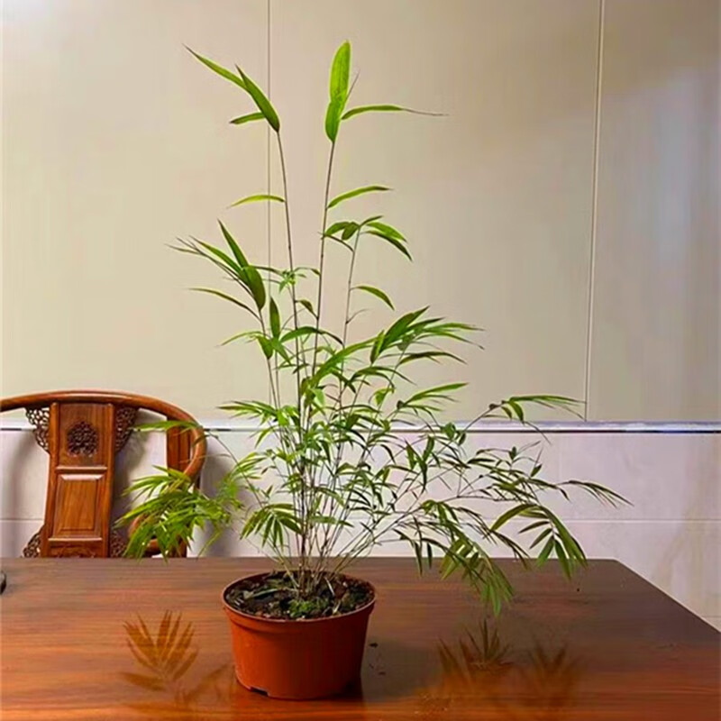 正宗台湾内门竹子盆栽红观音竹红寒竹朱竹苗漂亮金丝佛肚竹葫芦竹苗佛