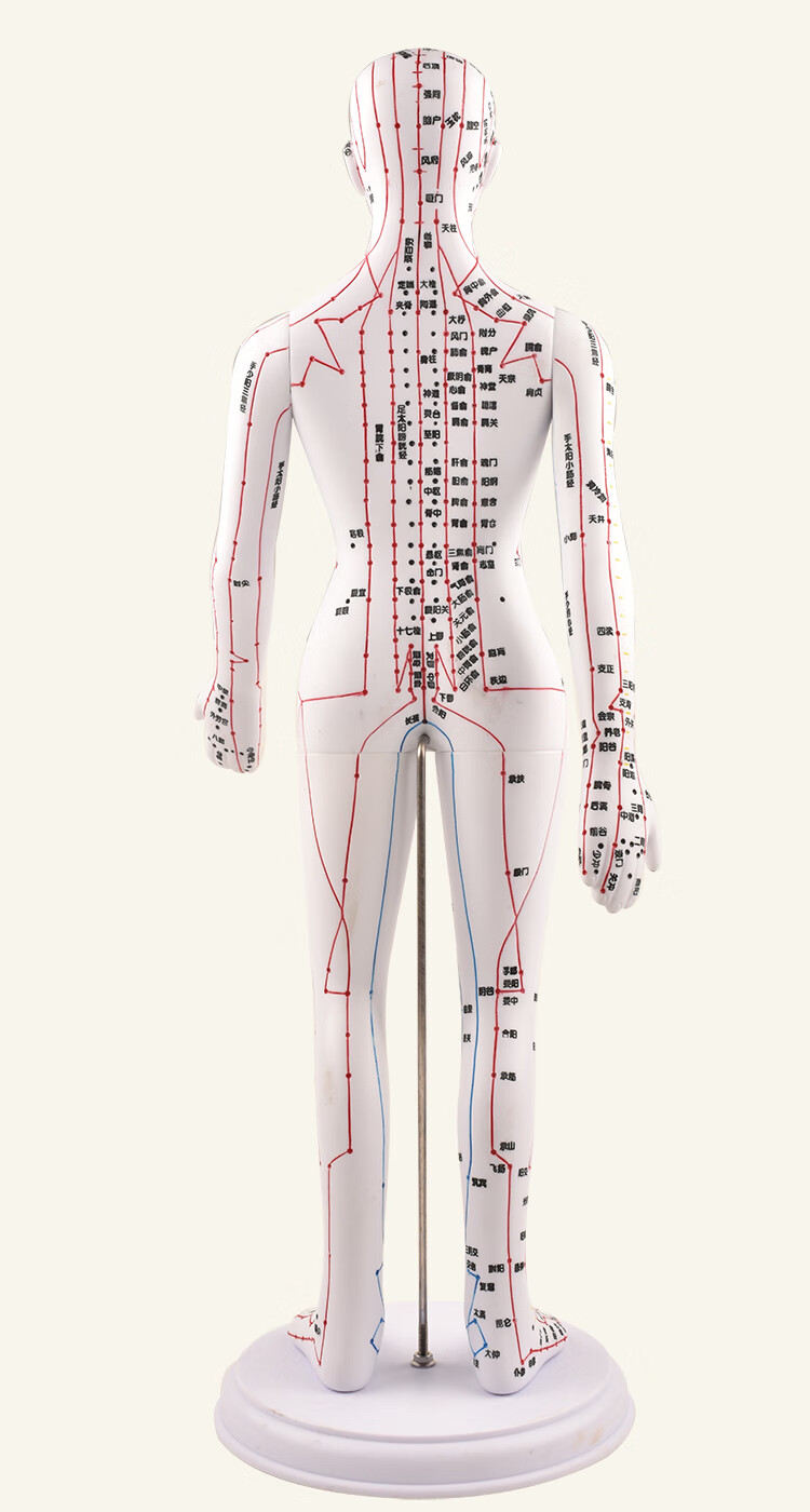 人体12条经络位置图图片