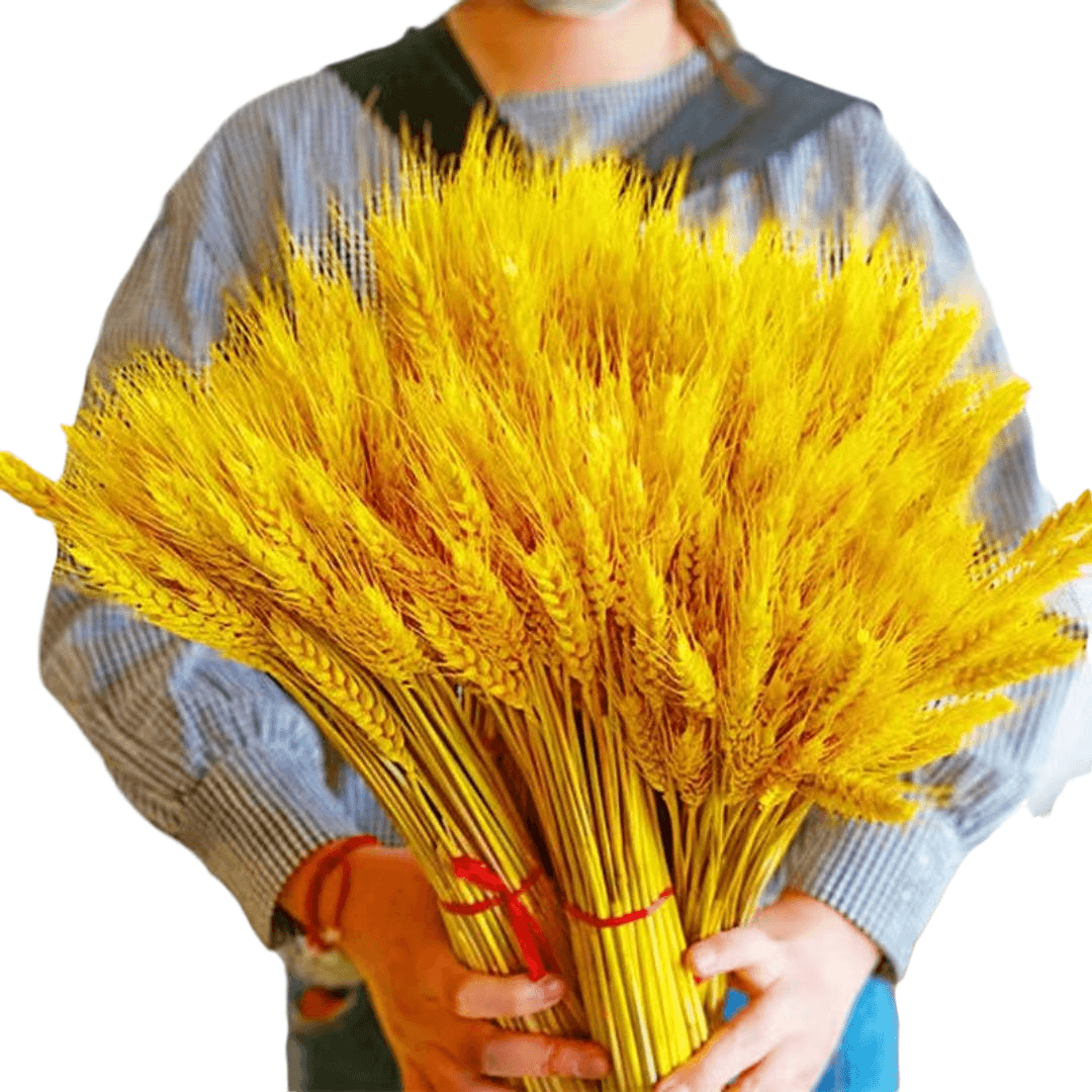 天然麦穗黄金大麦田园装饰客厅摆件拍摄大麦花束金100花瓶