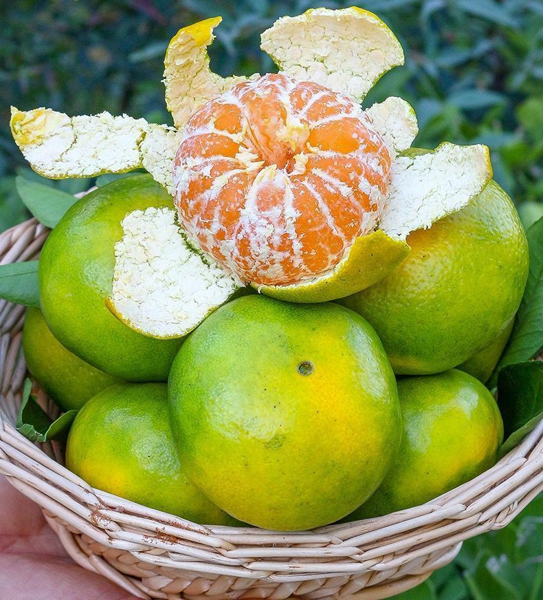 宜昌蜜桔新鲜橘子现摘薄皮桔子酸甜蜜橘青皮柑橘孕妇当季水果批发精品